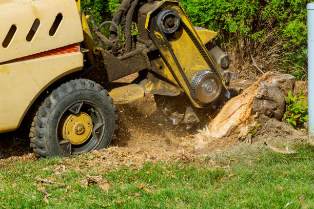 How Our Tree Care Process Works  in  Springhill, LA